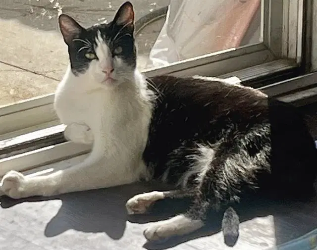 Newt - Domestic Short Hair