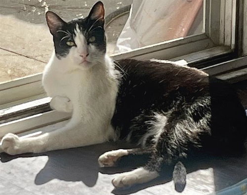 Newt, Domestic Short Hair (medium coat)