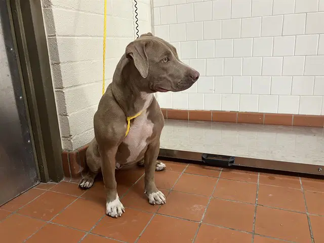 Von - Pit Bull Terrier