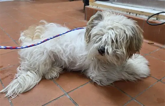 Max - Shih Tzu
