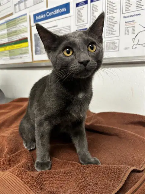 Oliver - Domestic Short Hair