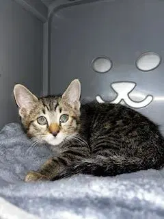 Luna - Domestic Short Hair