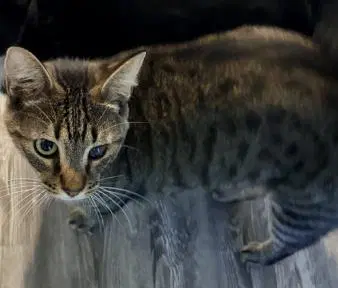 Milo - Domestic Short Hair
