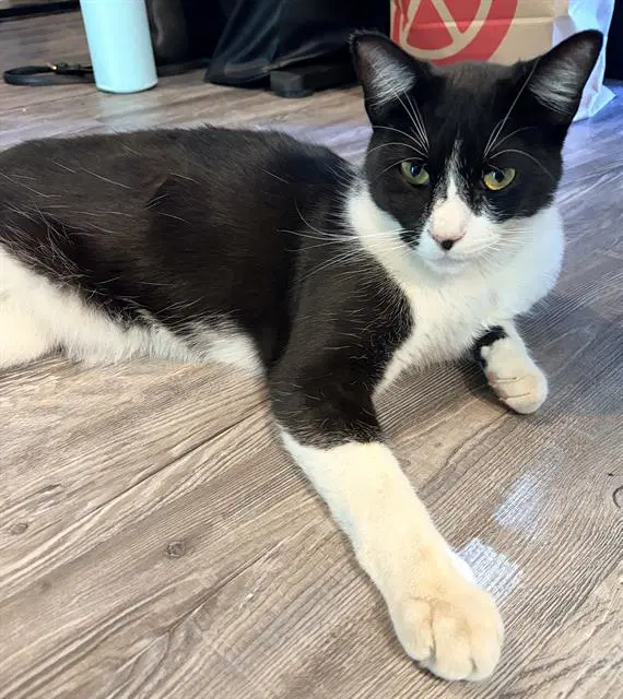 Jax - Domestic Short Hair