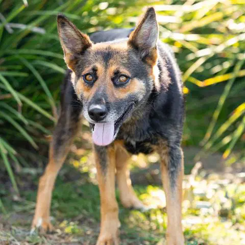 Louise - German Shepherd Dog