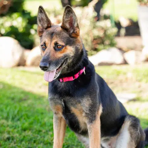 Louise - German Shepherd Dog