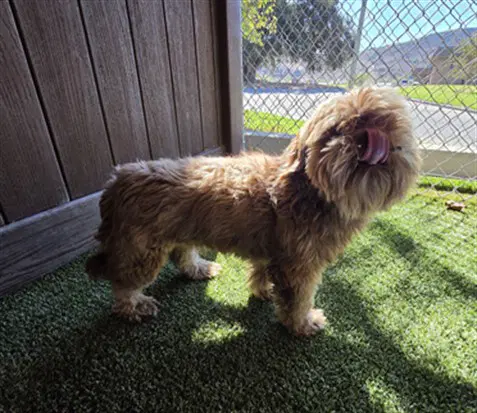 Gene Simmons - Shih Tzu
