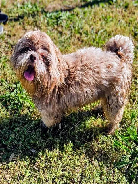 Gene Simmons - Shih Tzu