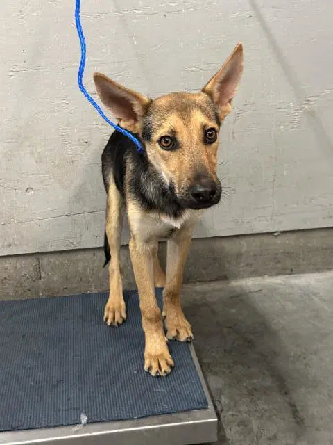 Unknown - German Shepherd Dog