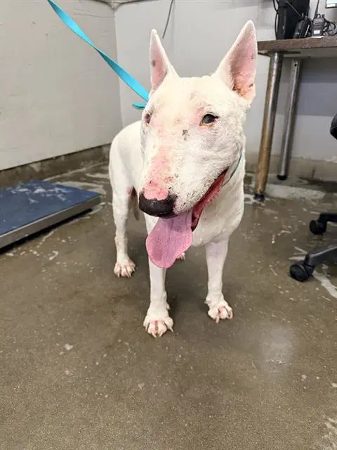 Suki - Bull Terrier