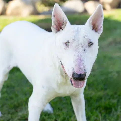 Suki - Bull Terrier