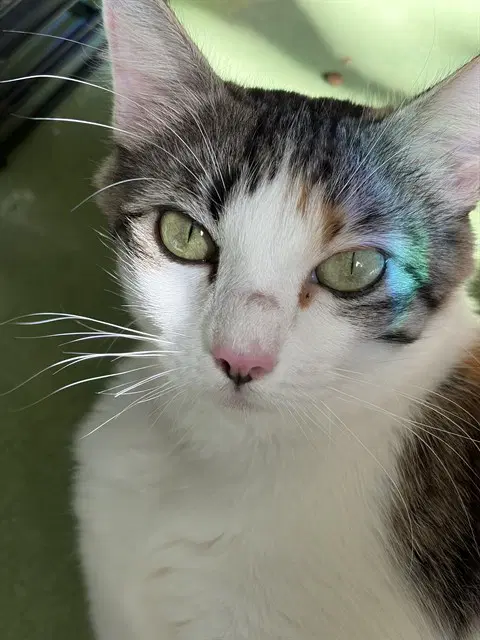 Mama Wayra - Domestic Short Hair