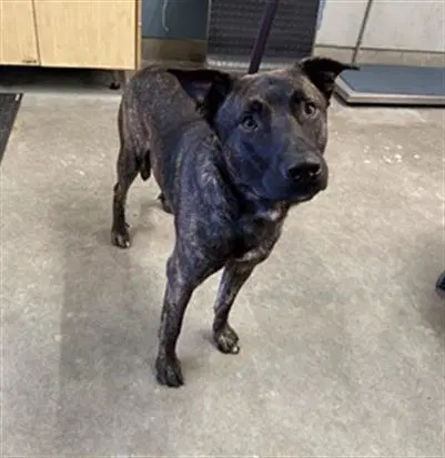 Oliver - Dutch Shepherd