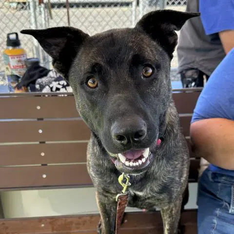 Oliver - Dutch Shepherd
