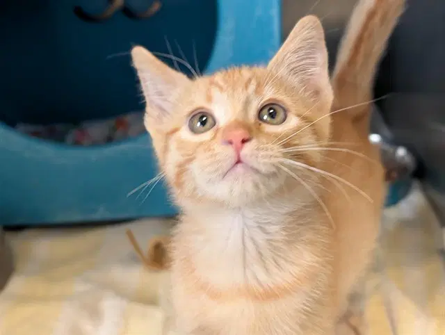Carrot - Domestic Short Hair