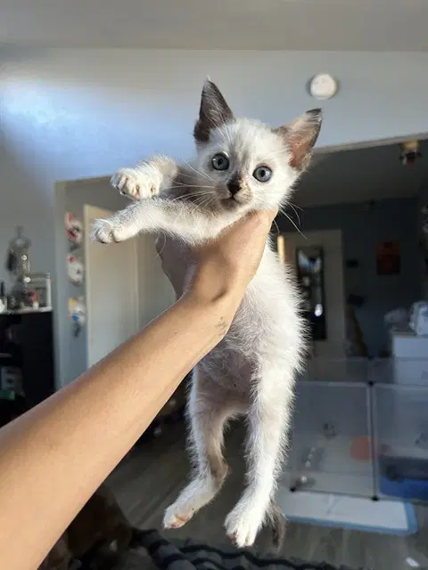 Denali - Domestic Short Hair