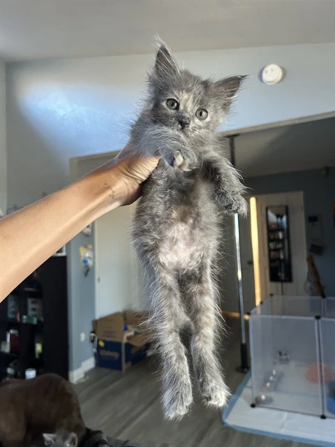 Shasta