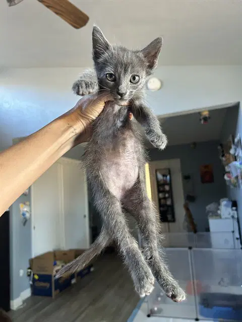 Tahoma - Domestic Short Hair