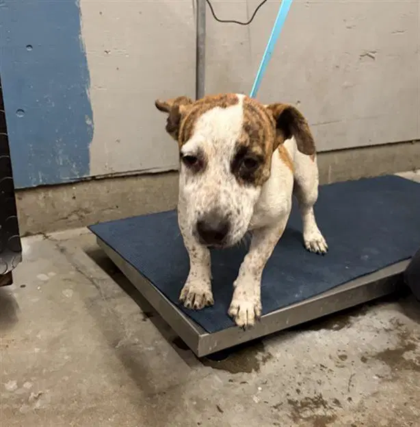 Chipper - Parson Russell Terrier