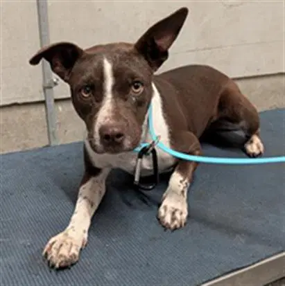 Bon Bon - Pit Bull Terrier