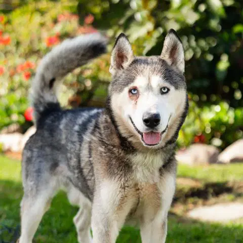 Unknown - Siberian Husky
