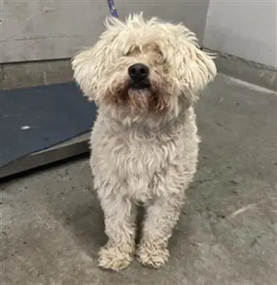 Robbie - Maltese