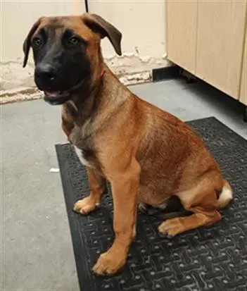 Unknown - Belgian Shepherd Malinois