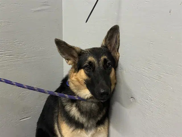 Unknown - German Shepherd Dog
