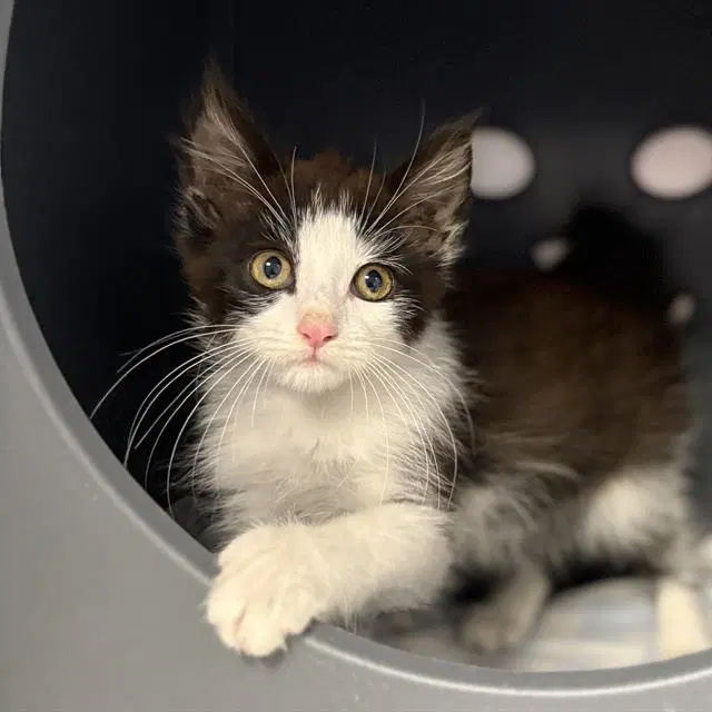 Rivet - Domestic Medium Hair
