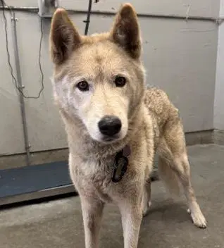 Unknown - German Shepherd Dog