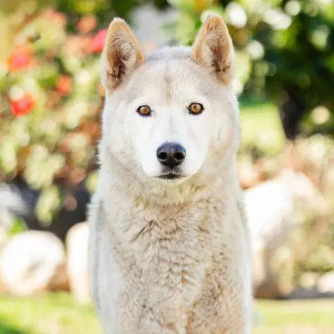 Unknown - German Shepherd Dog