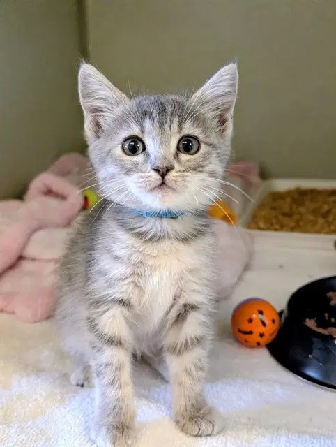 Pudding - Domestic Short Hair