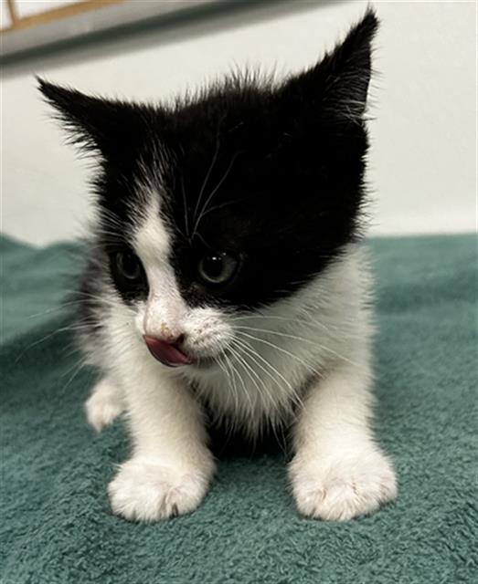 Oliver