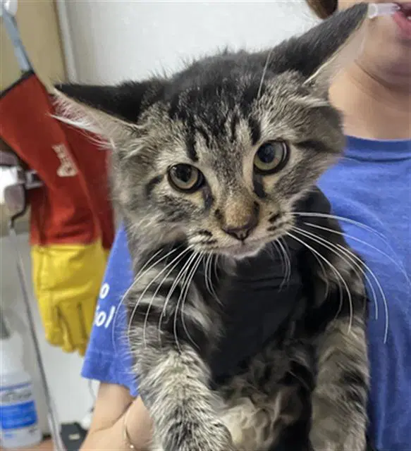 Unknown - Domestic Short Hair