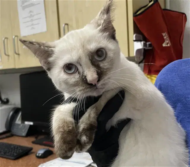 Unknown - Domestic Short Hair