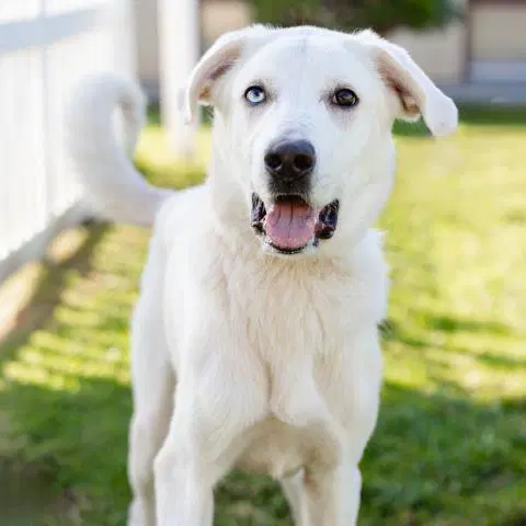 Oakely - Great Pyrenees