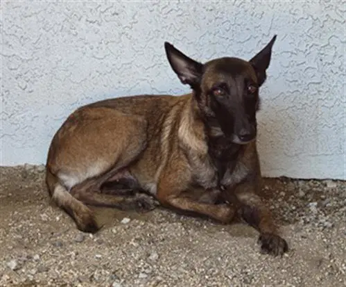 Bridgette - Belgian Shepherd Malinois
