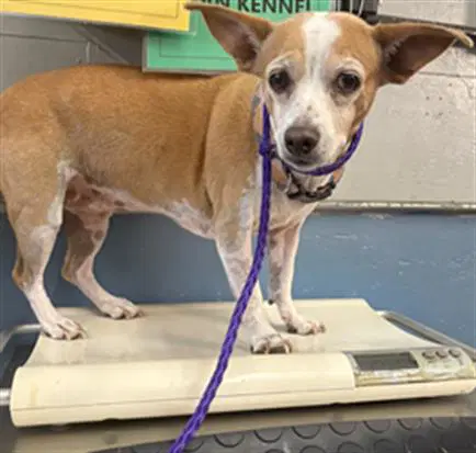 Allie - Chihuahua