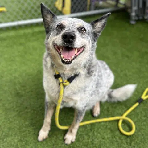 Dusty - Australian Cattle Dog/Blue Heeler