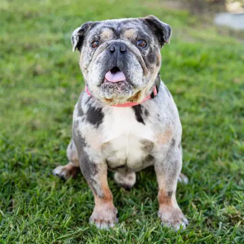 Hercules - English Bulldog