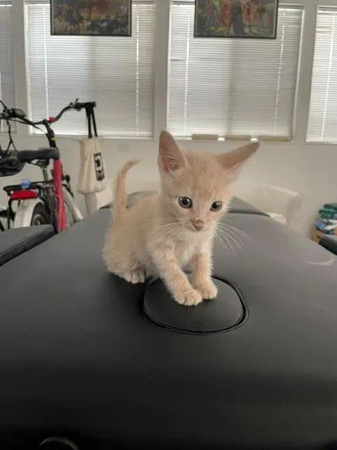 Chip - Domestic Short Hair