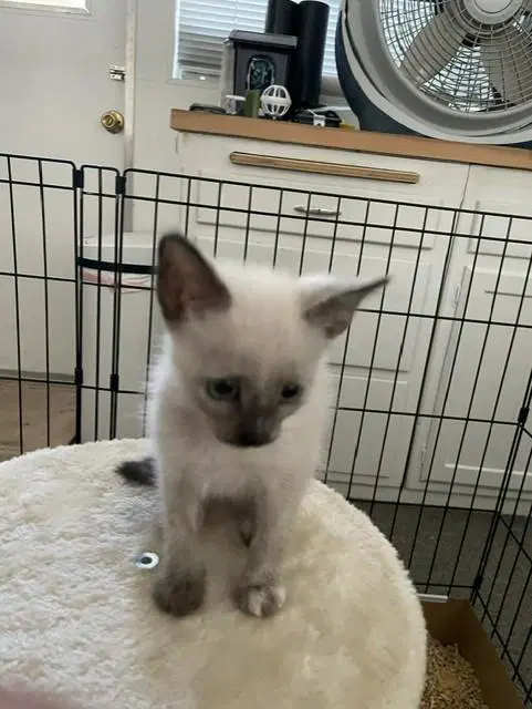 Samara - Domestic Short Hair