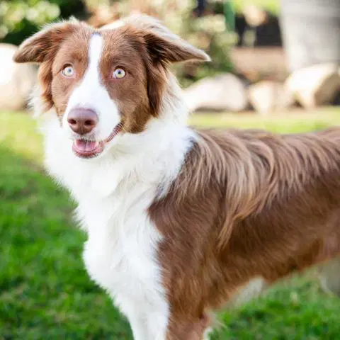 Fiona - Border Collie