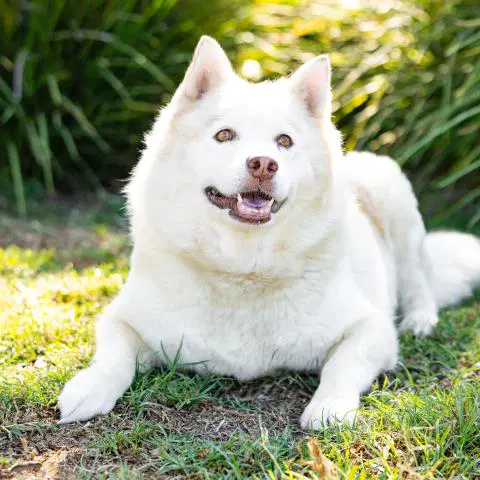 Lyla - Siberian Husky