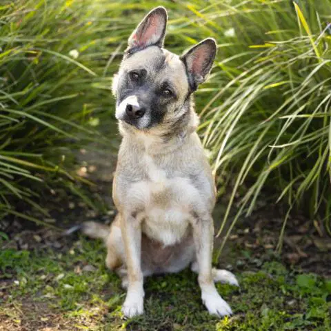 Tiddle - German Shepherd Dog