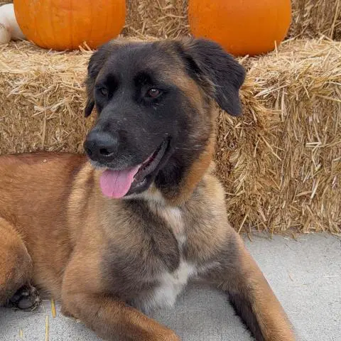 Pumpkin - Anatolian Shepherd