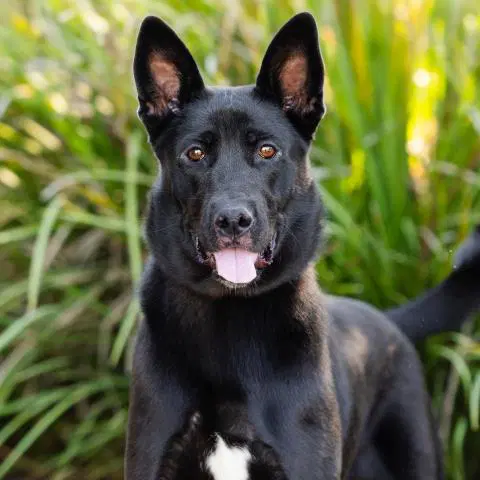 Erebus - German Shepherd Dog