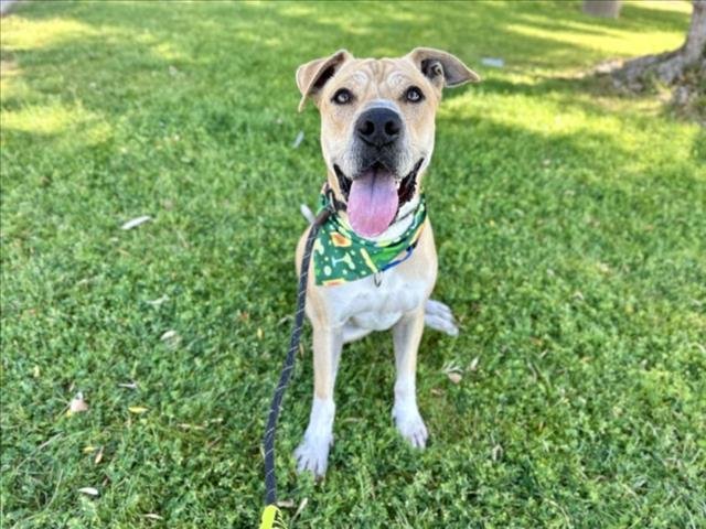 adoptable Dog in Mesa, AZ named DORIAN