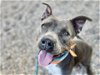 adoptable Dog in mesa, AZ named IRMA