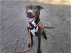 adoptable Dog in mesa, AZ named CHOP